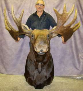   HEAD MOUNT TAXIDERMY, 19 POINT ANTLERS #S4 Antler Chandelier  
