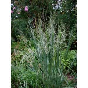  Switchgrass Cave in Rock Native. 1,000+ Seeds An upright 