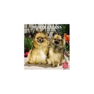  Pomeranians 2010 Wall Calendar