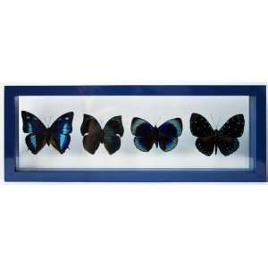  Framed Blue Butterfly Art with Four Mounted Butterflies 