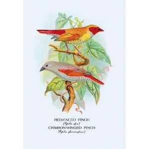  Red Faced Finch; Crimson Winged Finch 12x18 Giclee on 