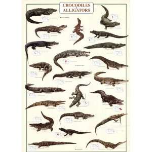  Crocodiles and Alligators   Poster (27x39)