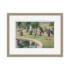 Several Species Of Falcon Tethered To Outdoor Blocks Framed Giclee 