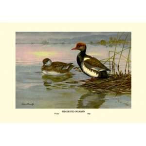  Red Crested Pochard 16X24 Canvas