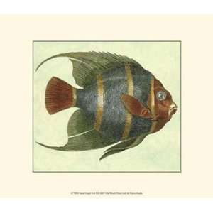  Small Angel Fish I   Poster (13x9.5)