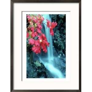  Cascades National Park, WA Collections Framed Photographic 