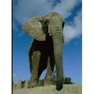  An Elephant at the Pittsburgh Zoo National Geographic 