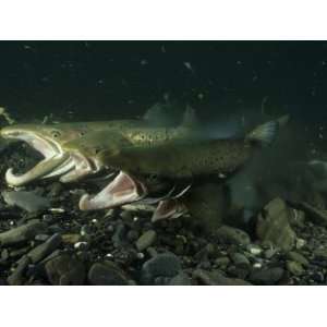 Atlantic Salmon Releasing Milt and Eggs in a Spawning Bed Photographic 