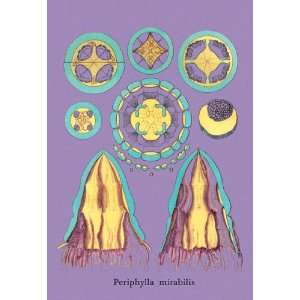  Jellyfish Periphylla Mirabilis #1 24x36 Giclee