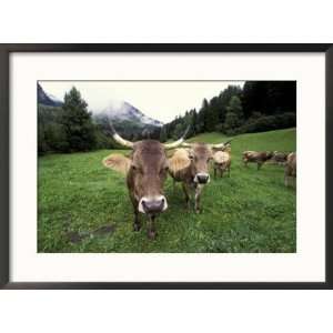 Swiss Brown Cows at Umbrail Pass, Switzerland Framed Photographic 