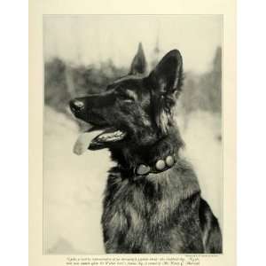 1923 Print Harry C. Marshall German Shepherd Dog Naido H. A. Roberts 