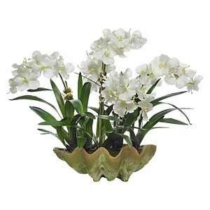    Vanda Orchid, 5 Stems, in Mossed Clam Shell