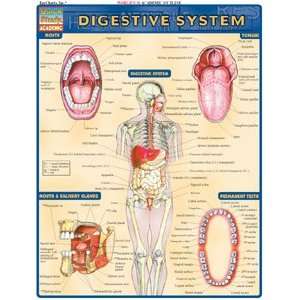  Digestive System, Laminated Giude, sold by 100 Health 