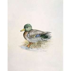  C T N Ackland   Mallard (male) Gouttelette