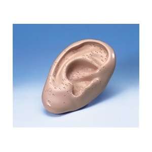  Acupuncture Ear Model 5 Times Life Size Health & Personal 