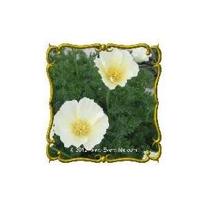  1 Oz   California Poppy White Linen Bulk Wildflower 