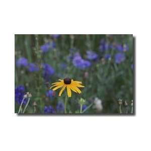  Blackeyed Susan Giclee Print