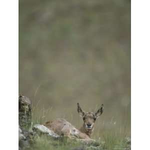 An Alert Pronghorn Calf (Antilocapra Americana) Lies on the Ground 