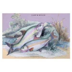  Carp Bream and Roach 20x30 poster