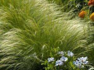 WIND WHISPERS STIPA TENUISSIMA 30 SEEDS SOFT FEATHERY  