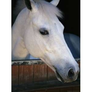 Portrait of a White Horse Looking Out the Door of its Stall National 