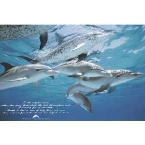  HUGE LAMINATED / ENCAPSULATED Friends Of Man Dolphins 