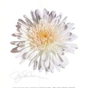 White Daisy by Jay Schadler 10x8 