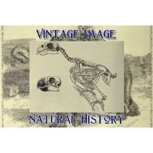   Key Ring Vintage Natural History Image Skeleton of Parrot and Skull of