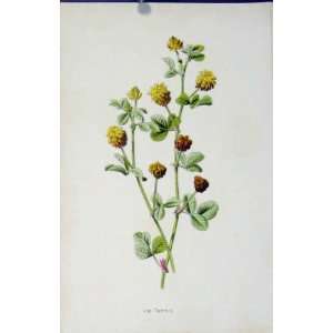   Antique Print C1883 Hop Trefoil Wild Flower Plant