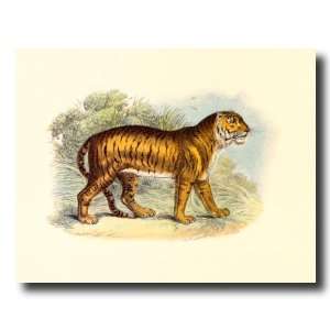  African Tiger Cat Standing Animal Wildlife Picture Art 