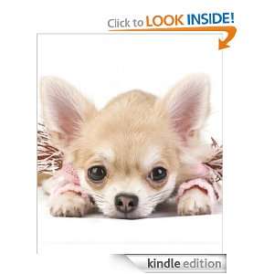 How To Care For Teacup Chihuahua An Owners Guide Anna Aiken  