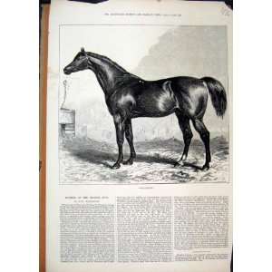  1874 Black Horse Whalebone English Stud Antique Print 