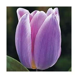  Light and Dreamy Tulip Seed Pack Patio, Lawn & Garden