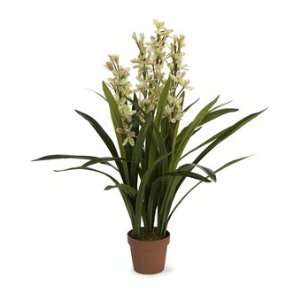  Light Green Orchid   3 Tall