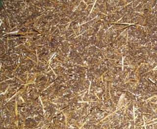   great horse manure based mushroom substrate and 50% golden wheat straw