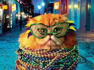 Magnet Mardi Gras Cat Kitten Jewelry Mask Novelty Humor  