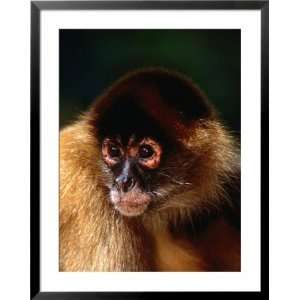  Portrait of a Red Spider Monkey (Ateles fusciceps robustus 