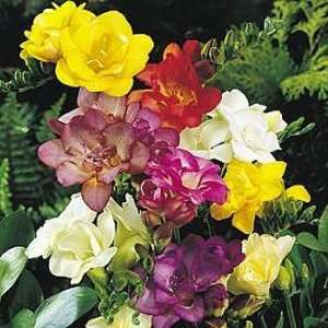  Double Mixed Freesia   15 Bulbs   Indoors or Out Patio 
