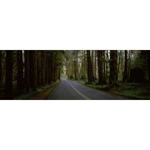  Along a Road, Hoh Rainforest, Olympic Peninsula, Washington State 