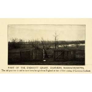  1906 Print Governor John Endicott Land Tree Danvers MA 