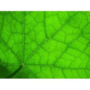  Leaf of Nasturtium 2   Peel and Stick Wall Decal by 