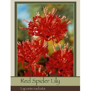  Lycoris Radiata (Red Spider Lily) Patio, Lawn & Garden