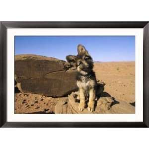  Portrait of a Puppy Next to a Rock Carved with Anasazi Petroglyphs 