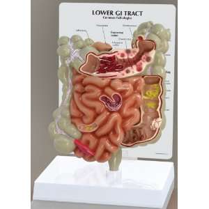GastroIntestinal GI Tract Anatomical Model  Industrial 