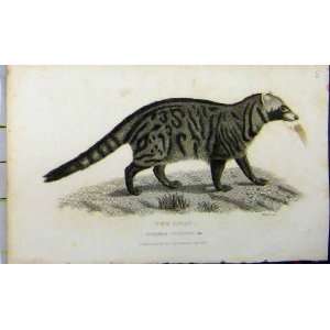  Whittaker 1825 Vierra Civetta Natural History Print