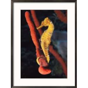  Seahorse, Hippocampus Reidi, with Tail Curled on a Sponge Animals 