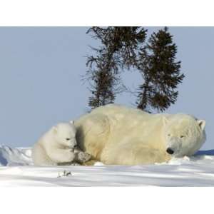 Polar Bear with a Cub, (Ursus Maritimus), Churchill, Manitoba, Canada 