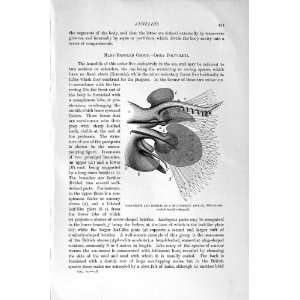    NATURAL HISTORY 1896 SEA MOUSE WORMS NEREIS ANNELID