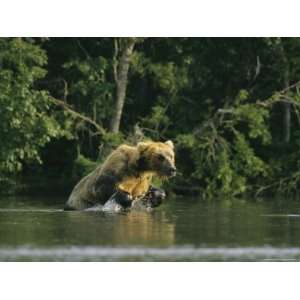  A Brown Bear Leaping in Water While Hunting Salmon Premium 