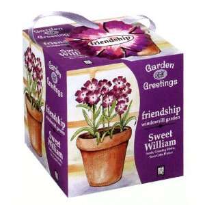  Sweet William Friendship Garden Greeting Seed Kit 